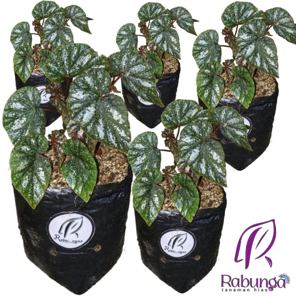 TANAMAN HIAS BEGONIA>BEGONIA TANAMAN HIAS#TANAMAN HIAS HIDUP