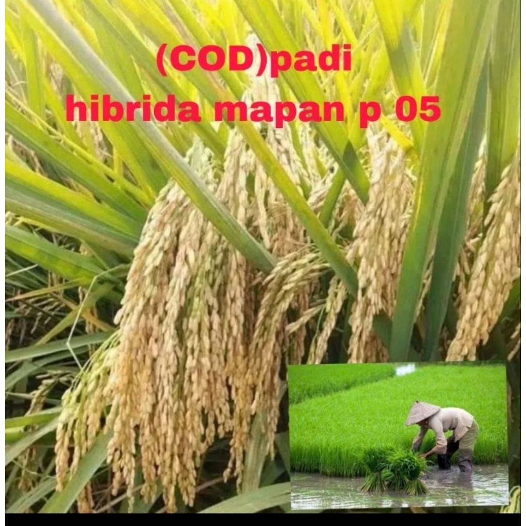 BENIH PADI MAPAN P 05 BERKUALITAS UNGGUL 5 kg
