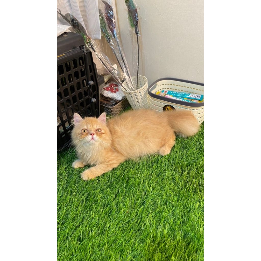 Adopsi Kucing Persia Flatnose