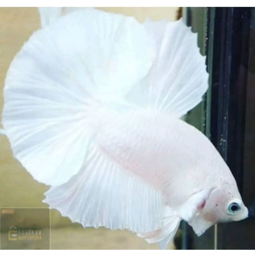 cupang platinum putih dekorasi Akuarium