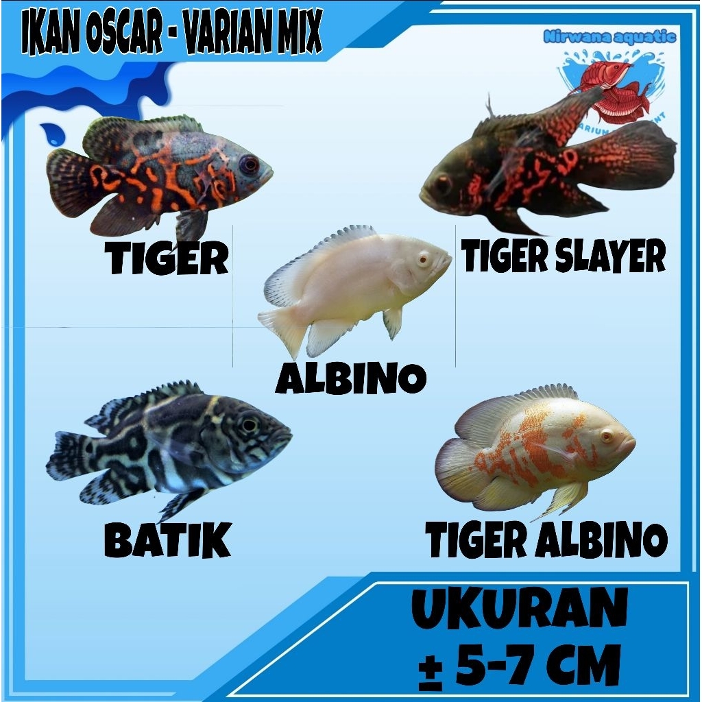 (INSTAN) IKAN PREDATOR OSCAR - VARIAN CORAK | ALBINO - TIGER - SLAYER - BATIK - RED CHILI - TEMBAGA