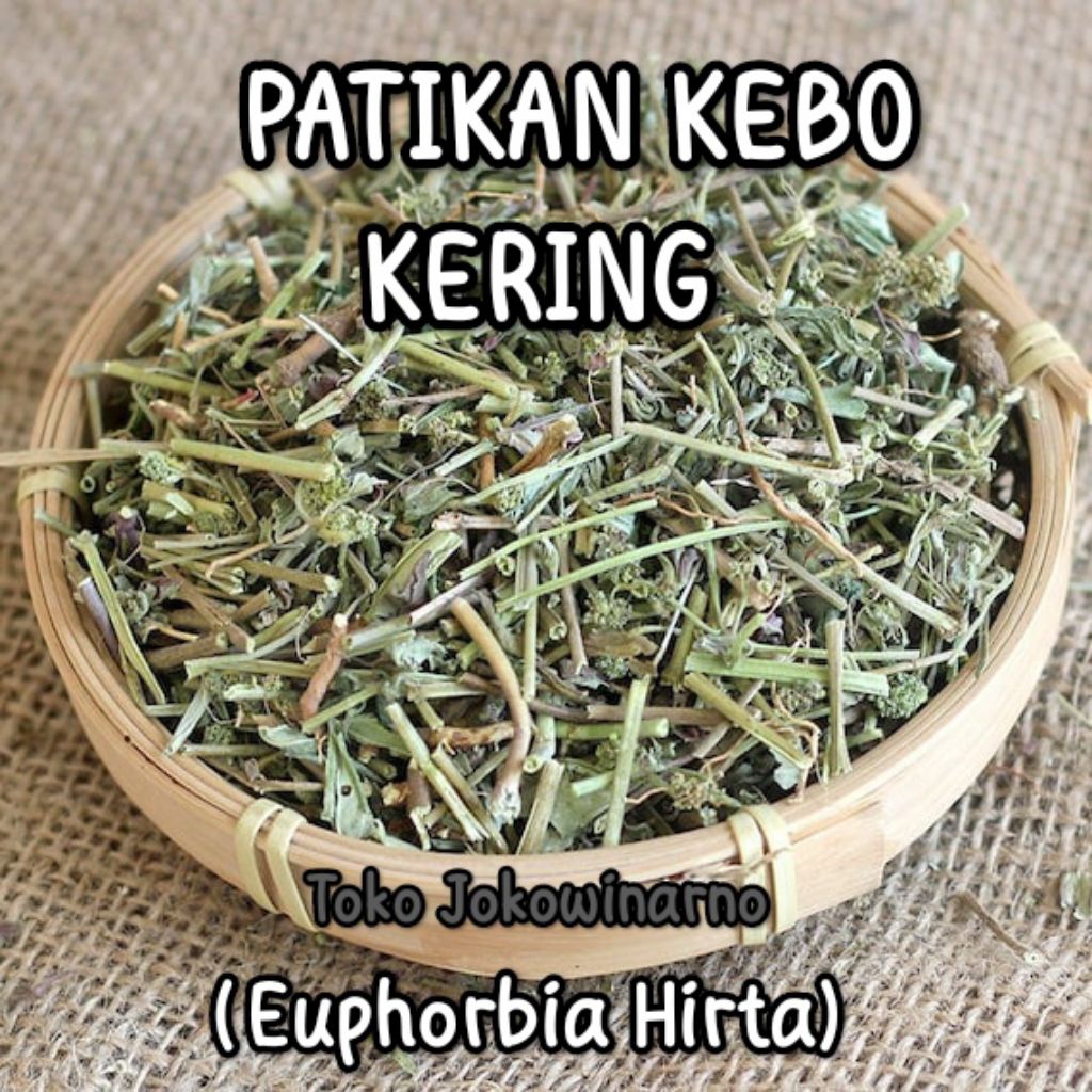 Herbal Patikan Kebo Kering isi 250gr   Patikan Kerbau   (Euphorbia Hirta)