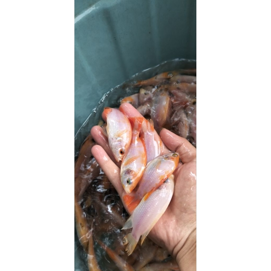 bibit nila merah bangkok