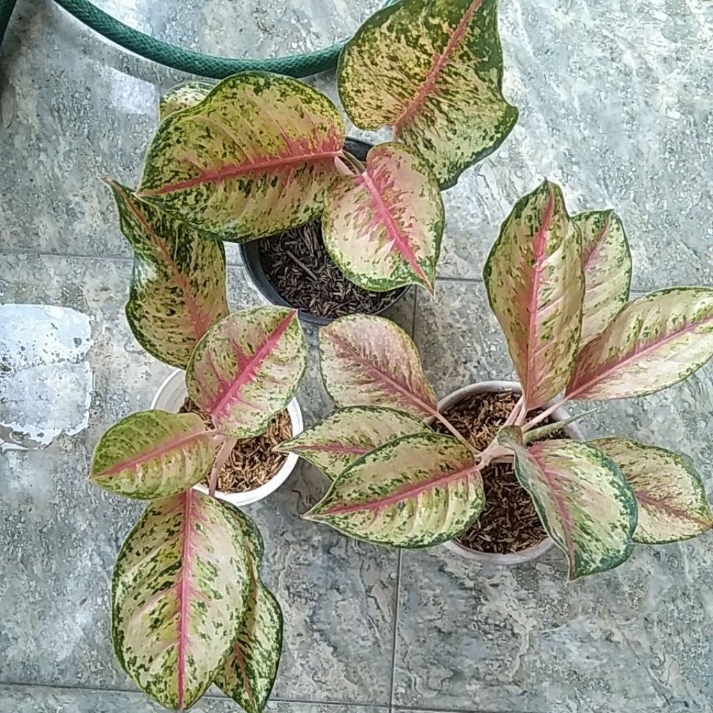 Aglaonema Sweet Dream
