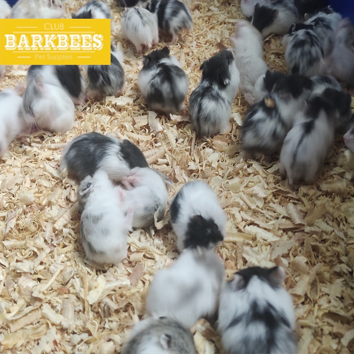 Hamster Mini Dwarf Campbell Syrian Syirian  Jinak Tidak Gigit Short Long Hair Anakan Indukan