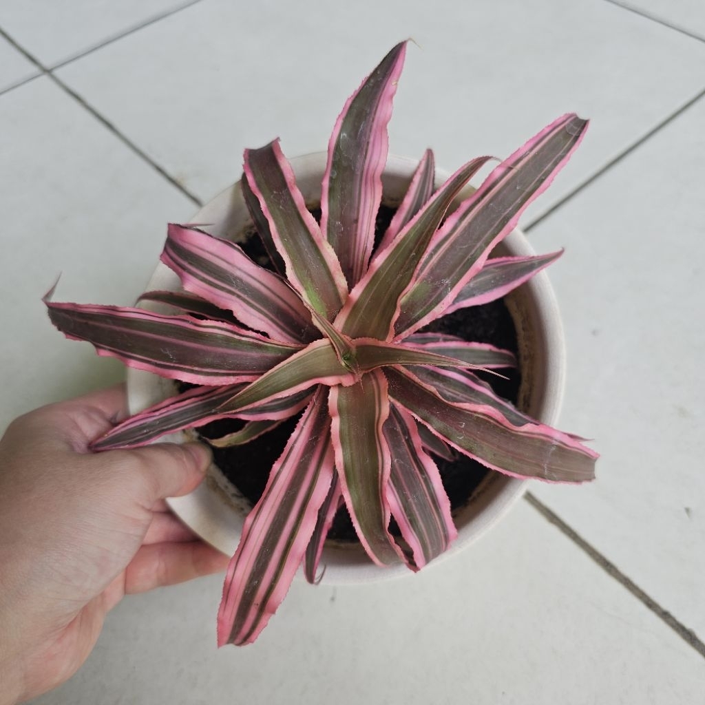 Paket KAKTUS SUKULEN Cryptanthus Pink Besar Earth Star - Tumbuhan Hidup Tanaman Hias Asli Murah Maka