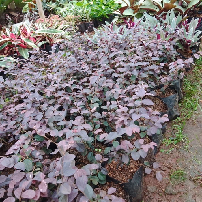 TANAMAN HIAS BAHAN BONSAI SERUT MERAH