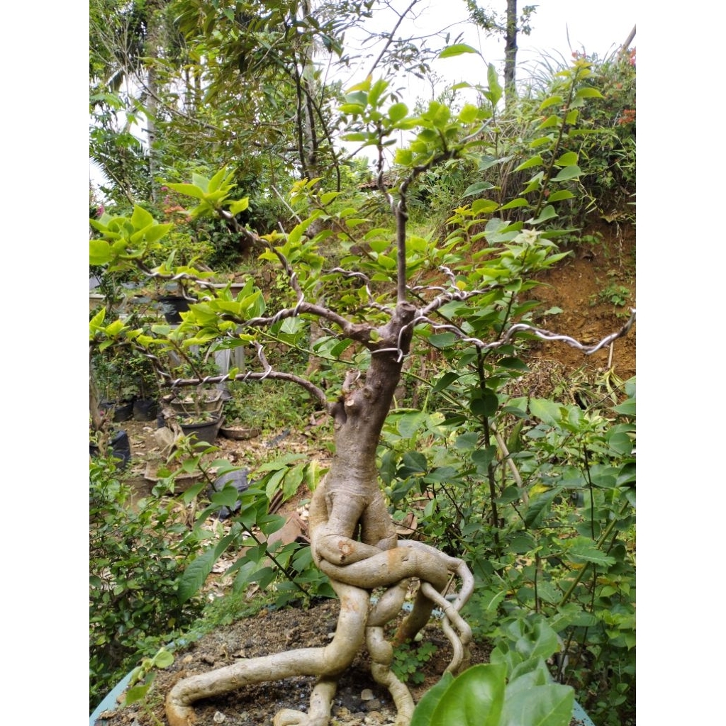 bonsai bugenvil