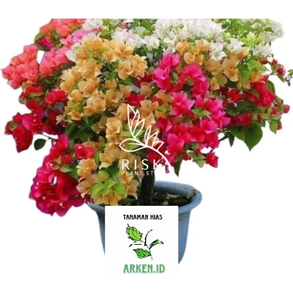 (Termurah) tanaman bunga bougenville 5 warna Asli tanaman hias bougenville bunga kertas