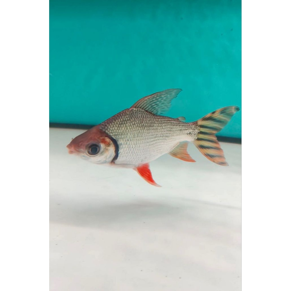 Hiasan Aquarium RFF / Red Fei Feng 15-16cm 19-20cm / American Red Flagtail