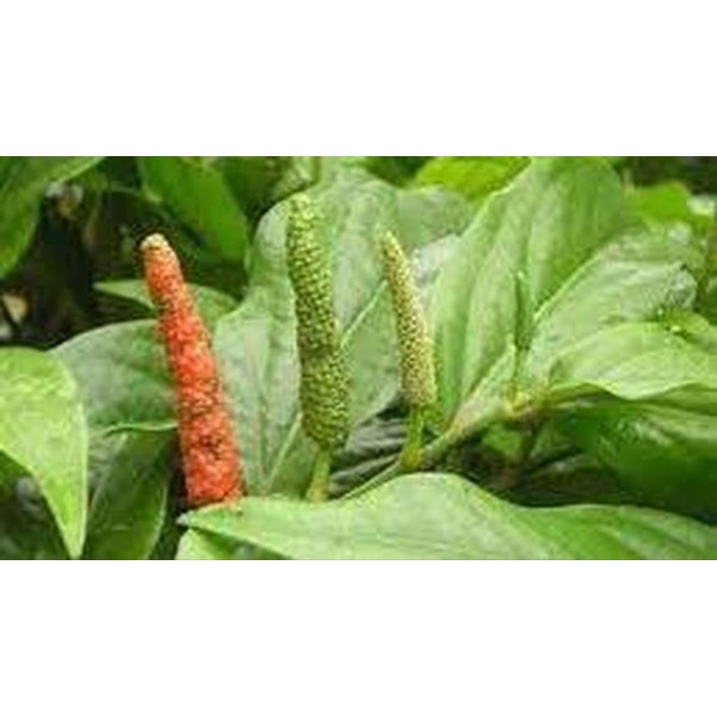 Cabe Jawa Segar Organik 100gr