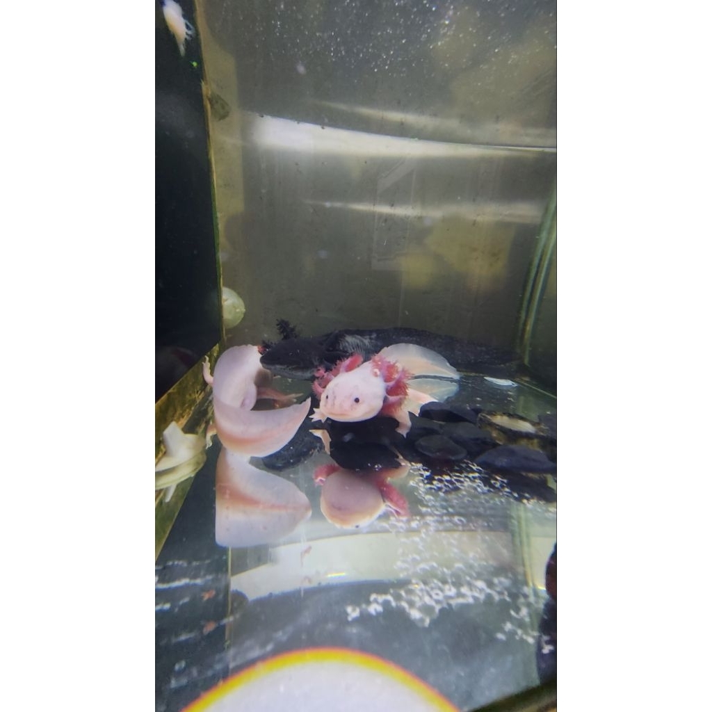 DEKORASI AXOLOTL|LEUCISTIC|AKUARIUM