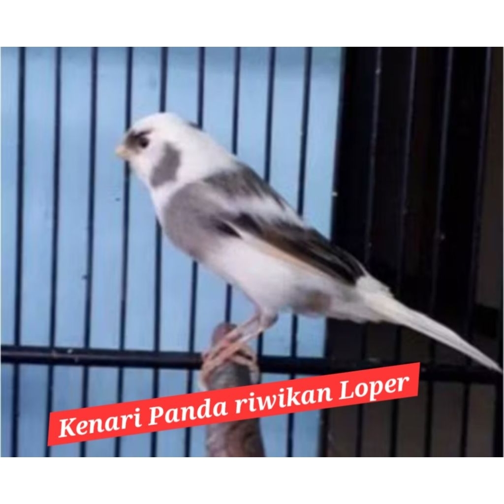 kenari loper panda riwikan grade A