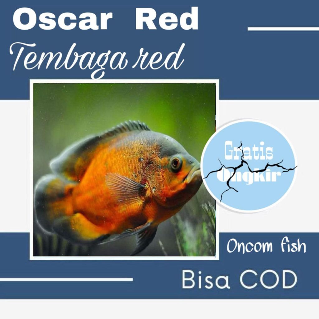 hiasan aquarium Oscar Tembaga red size 8-9