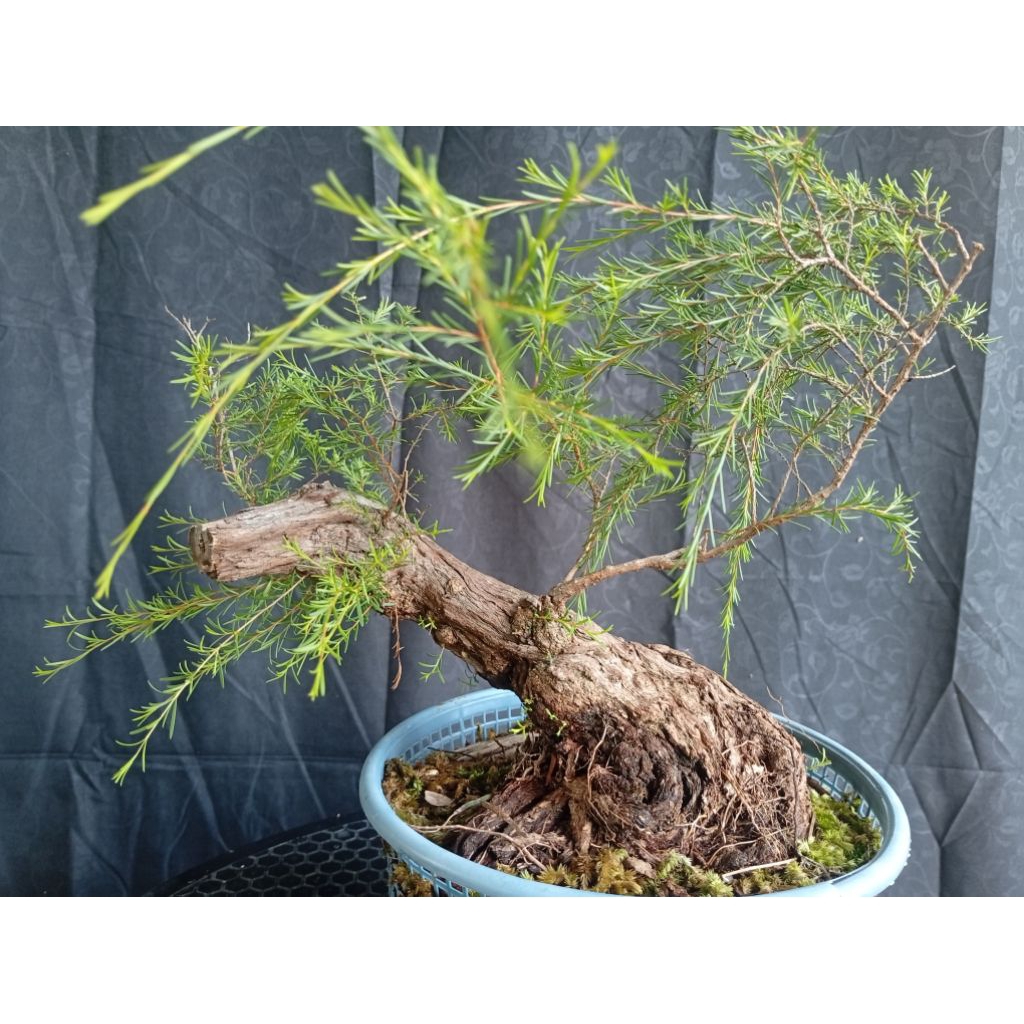 BAHAN BONSAI CUCUR ATAP / SAPU-SAPU