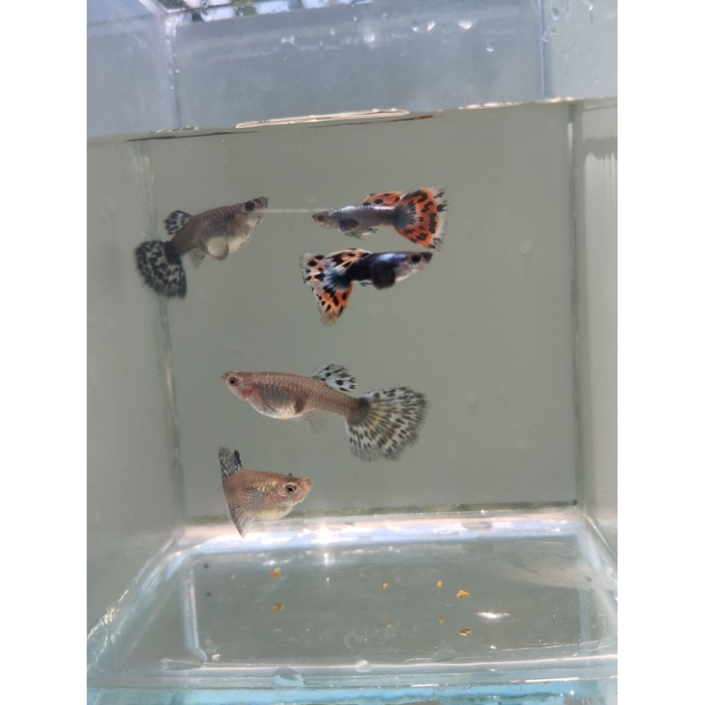 Ready Guppy platinum red mozaik dumbo ear