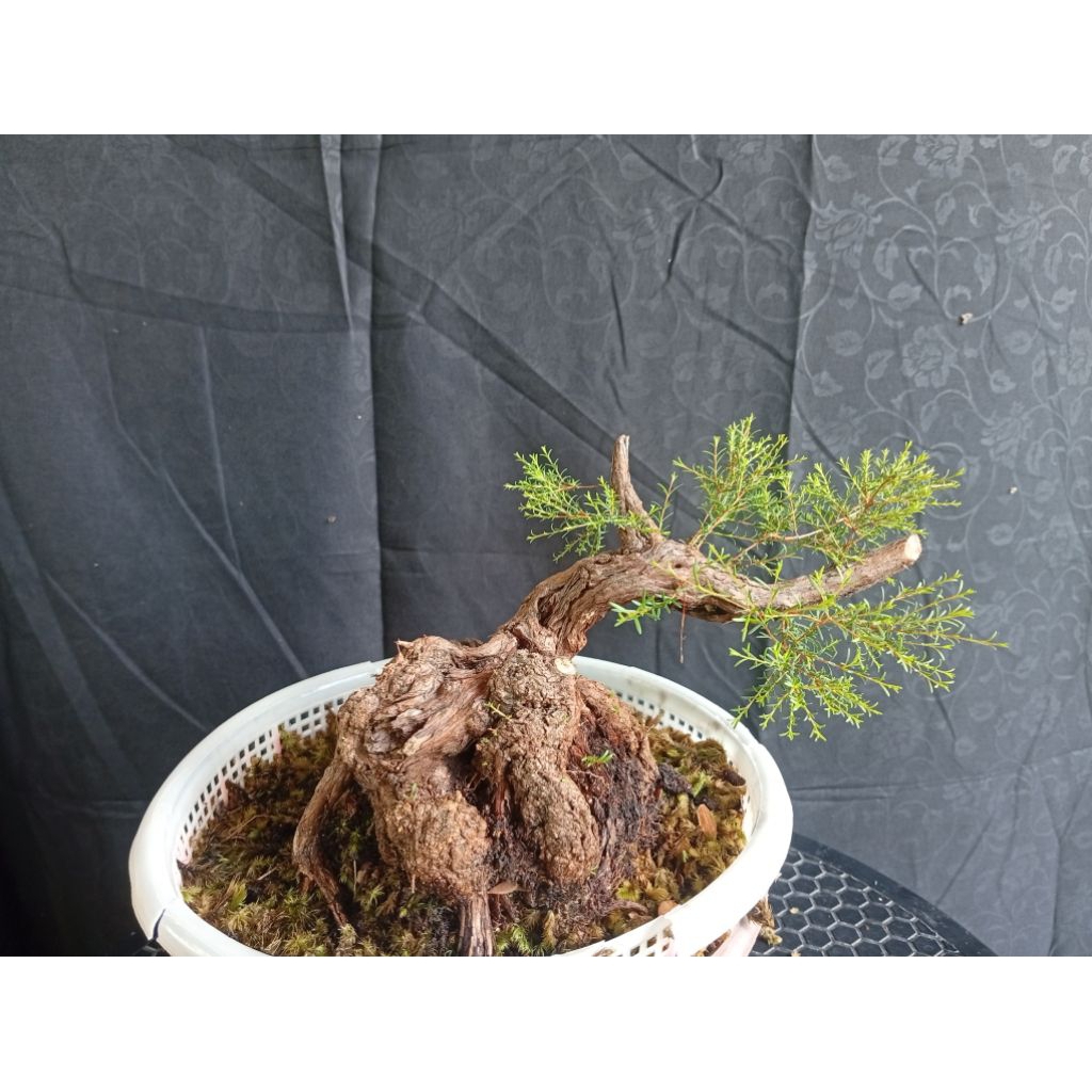 BAHAN CUCUR ATAP / SAPU-SAPU MELIYUK