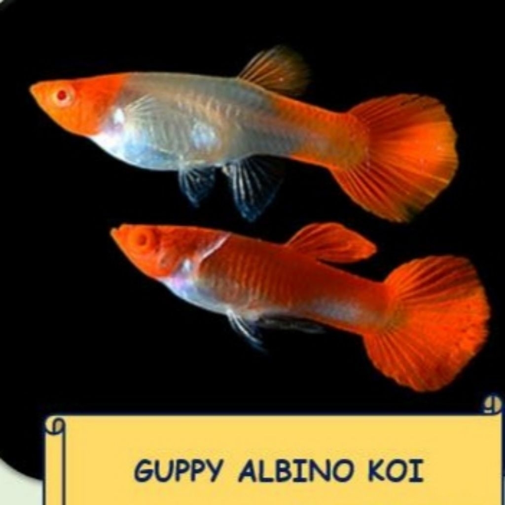 Gupy albino koi