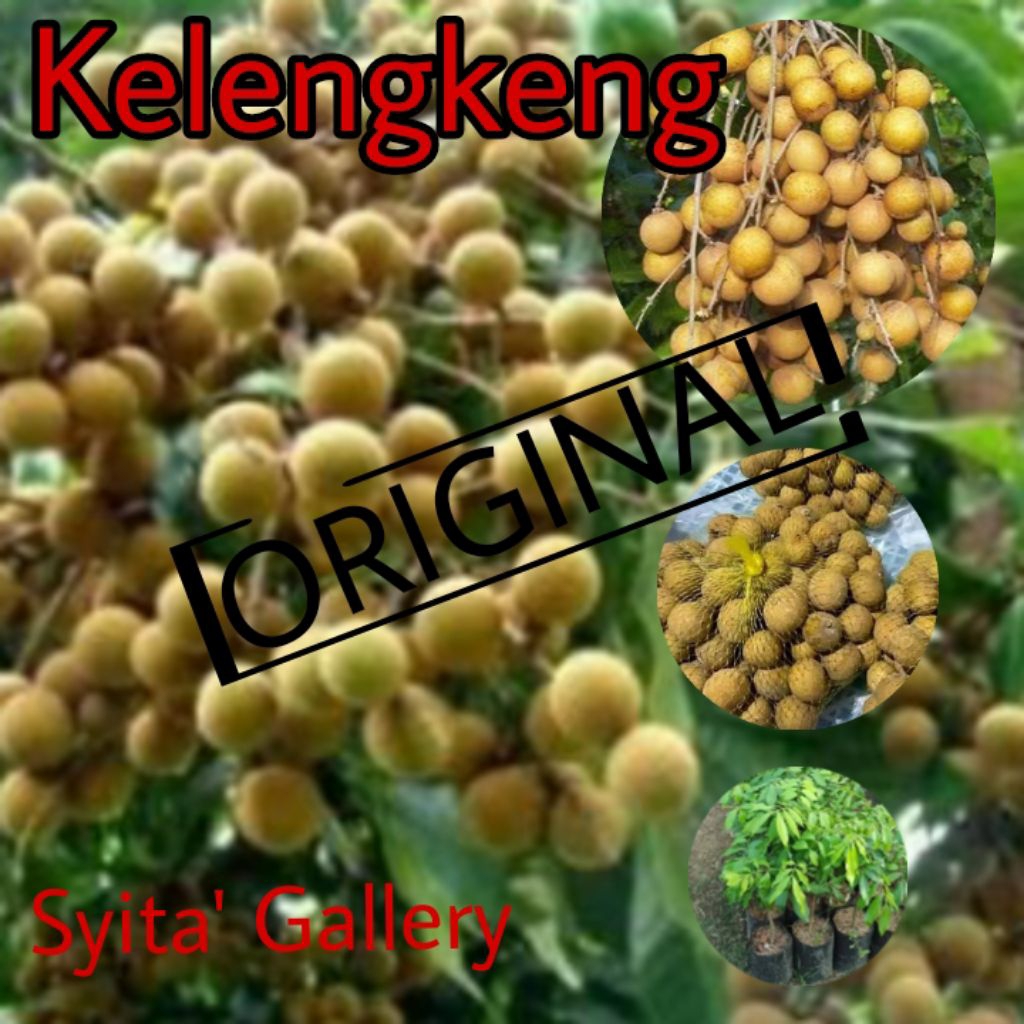 Bibit TanAmaN KELENGKENG SuPer GuENJah CePat BerbUAh Dapat DiTanAm DidAlAm PoT