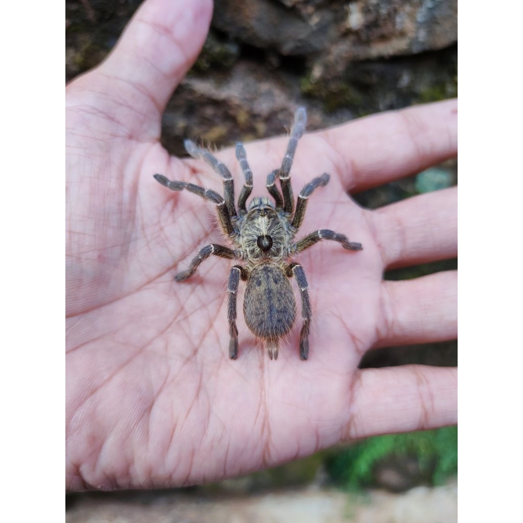 Ceratogyrus darlingi ( sling up / juve) pakan ikan /burung/reptile/tarantula