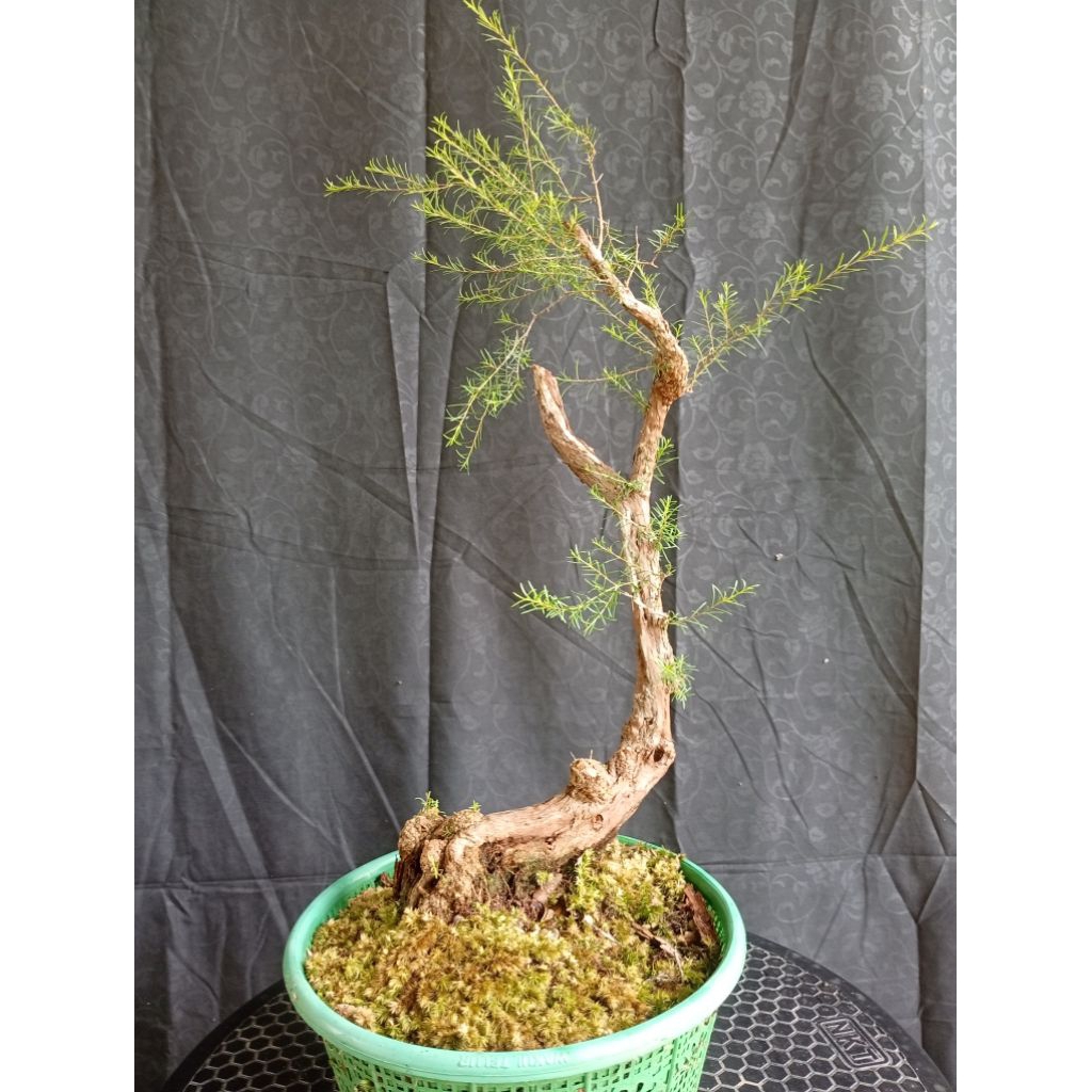 BAHAN CUCUR ATAP MANTAP