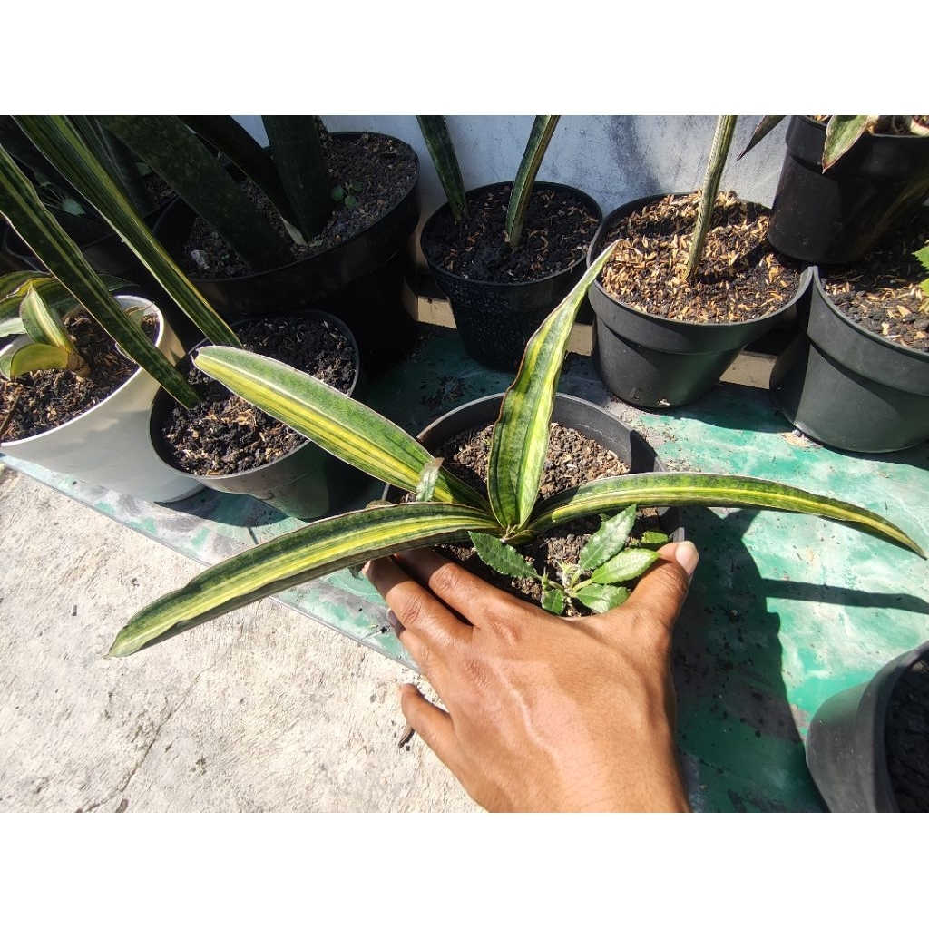 Sansevieria Malawi bat Varigata