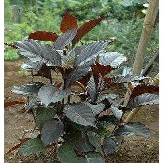 Daun Handeuleum Segar / Daun Ungu Segar Herbal Untuk Obat Ambeien