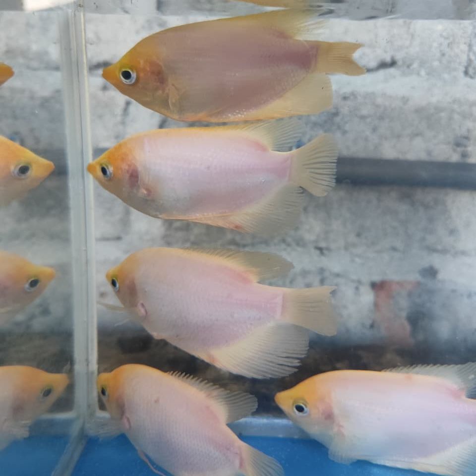 gurami padang/gurame padang/grameh padang dekorasi akuarium