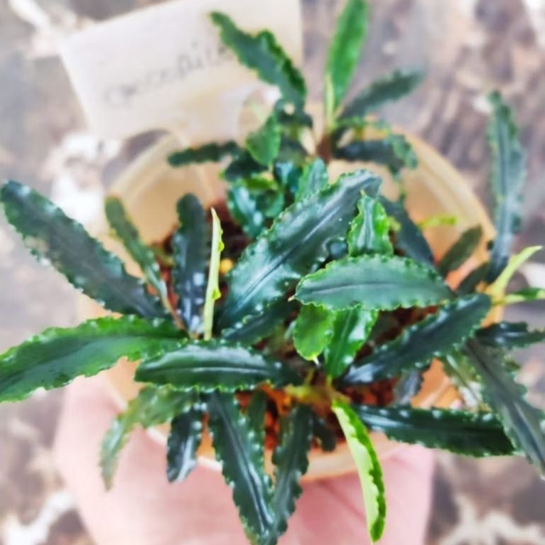 Bucepalandra tanaman aquascape low co2