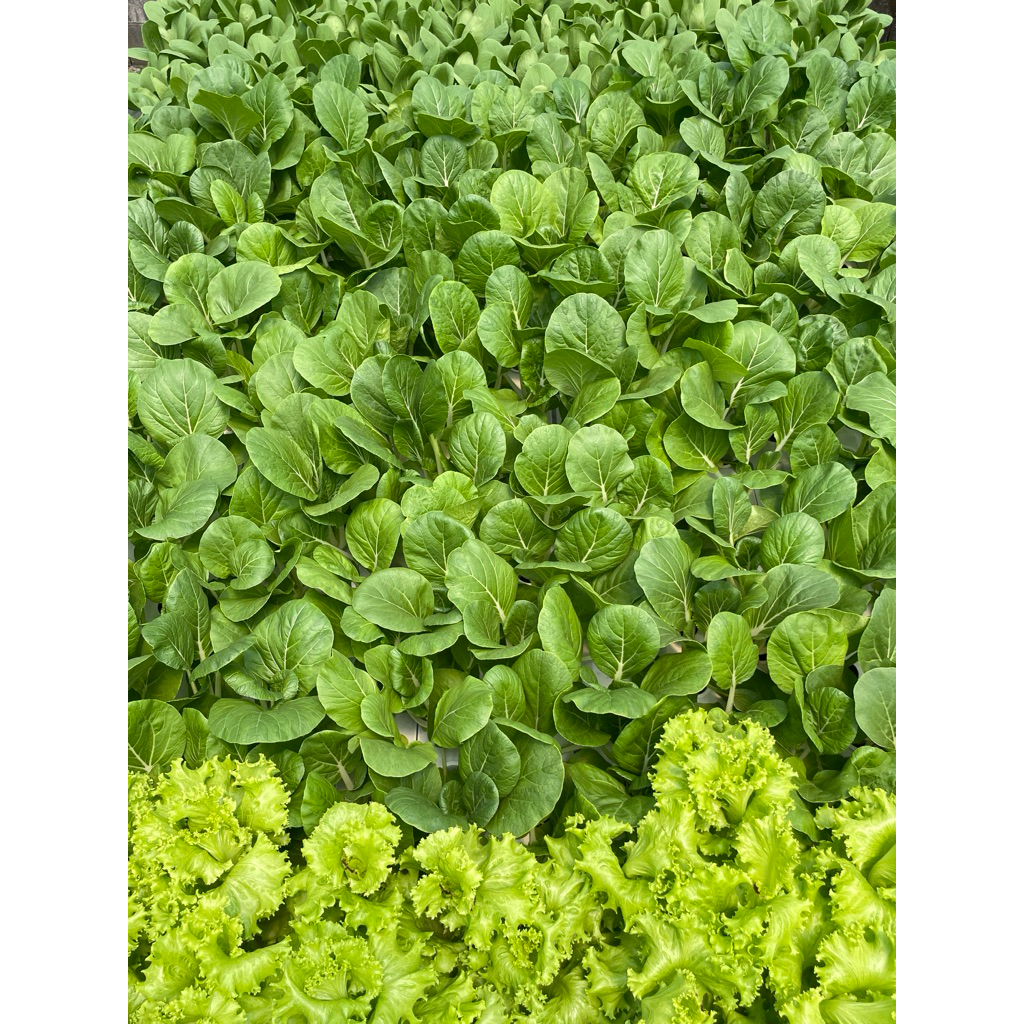 Sayur Selada Pakcoy Sawi Putih Hidroponik Bogor