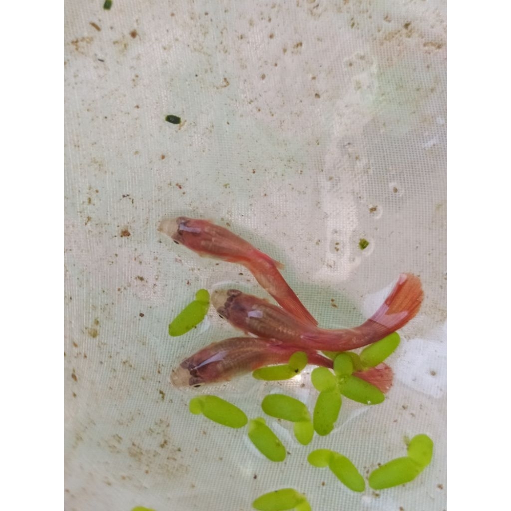 mainan guppy red moscow