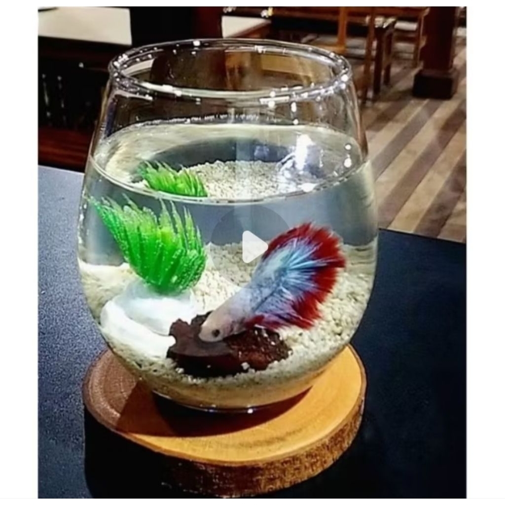 GARANSI PECAH Aquarium Mini 1 Pcs - Aquarium Kaca Bulat - Aquarium Mini Ikan Cupang