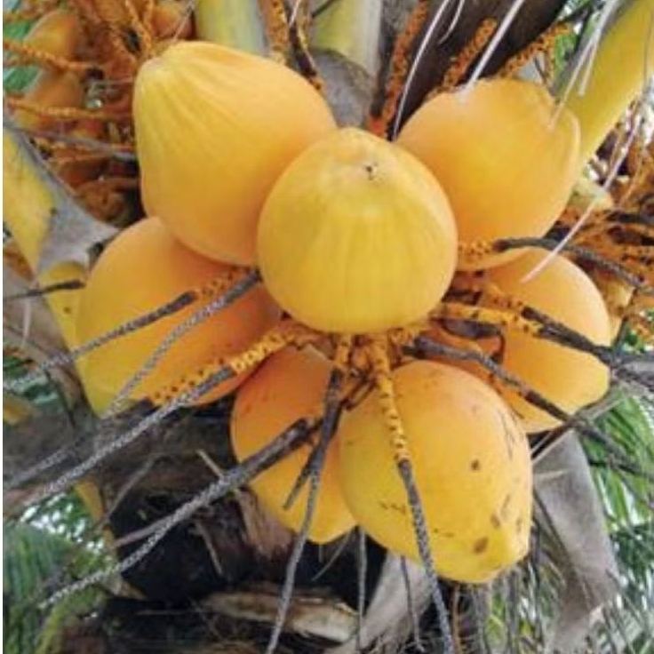 Buah kelapa gading di petik langsung muda dan tua per 1 buah