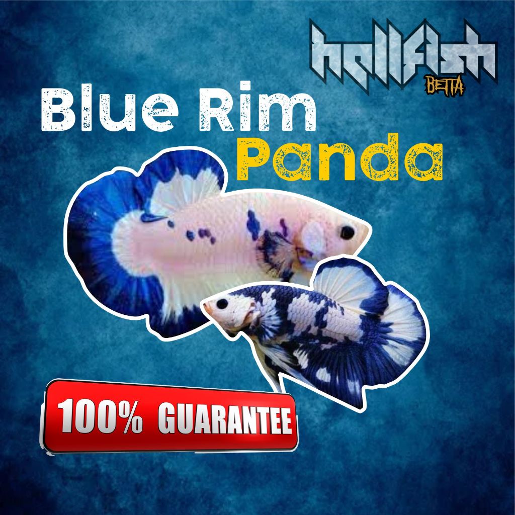 BLUE RIM / BLUE PANDA (TIDAK RANDOM)