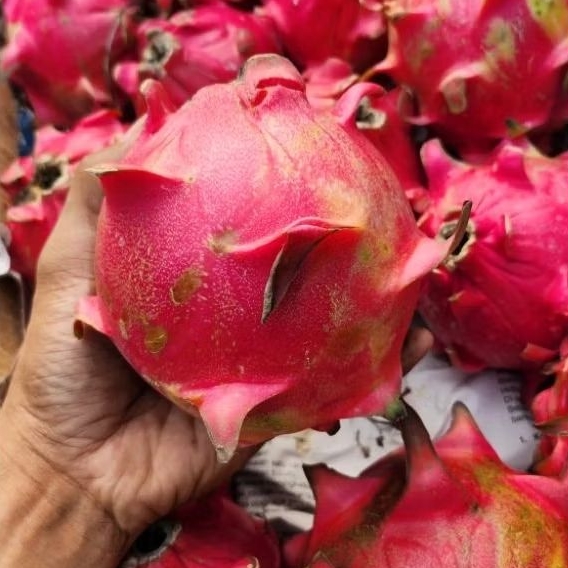 Buah naga merah 1kg
