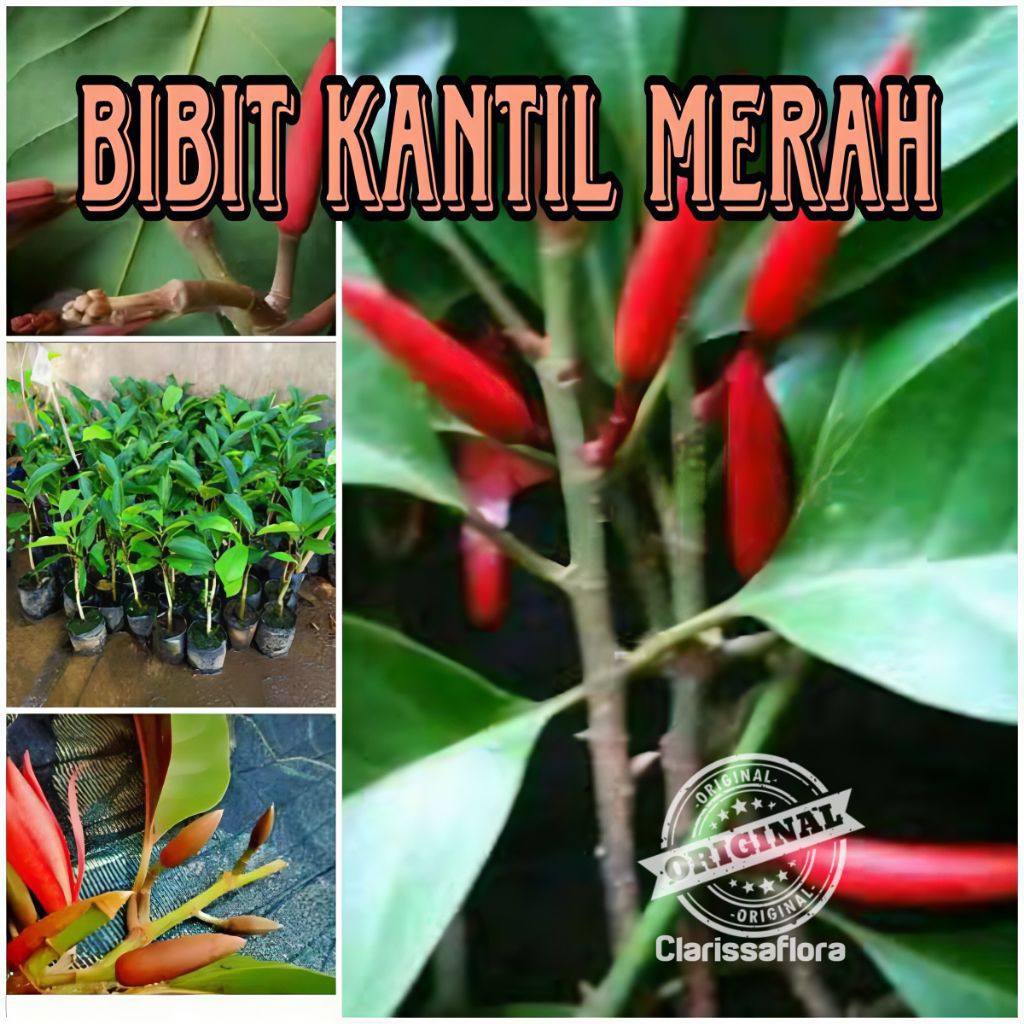 ( BISA COD ) Tanaman kantil bunga merah tinggi 40 cm / pohon bunga kantil merah tinggi 40 cm