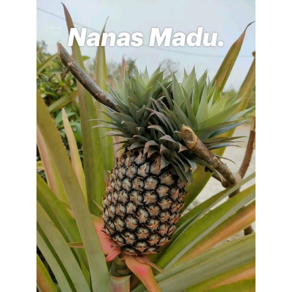 NANAS MADU KUPAS / NANAS MUDA / PINEAPLLE / FRUIT FRESH / BUAH BUAHAN SEGAR ONLINE PASAR SURABAYA