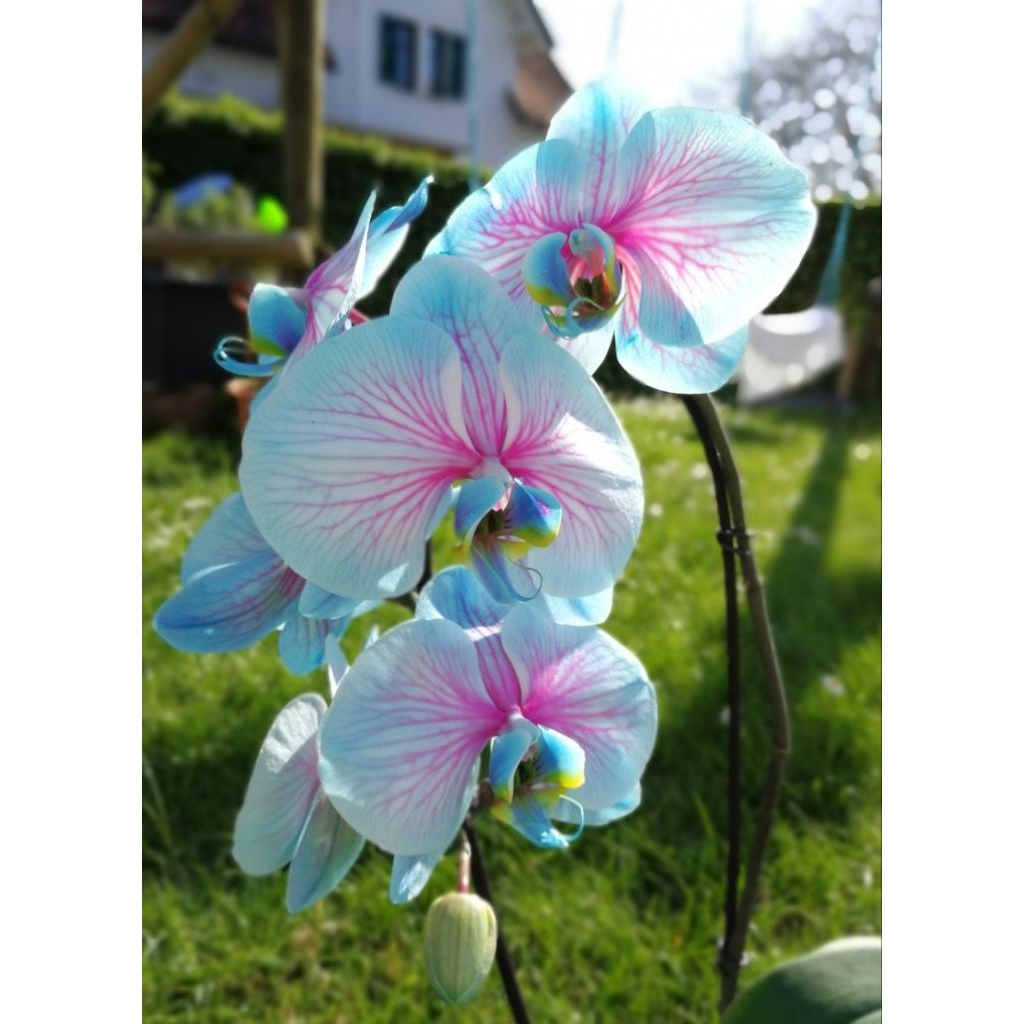 PROMO!!ANGGREK DENDROBIUM DEWASA / BUNGA ANGGREK DENDROBIUM DEWASA