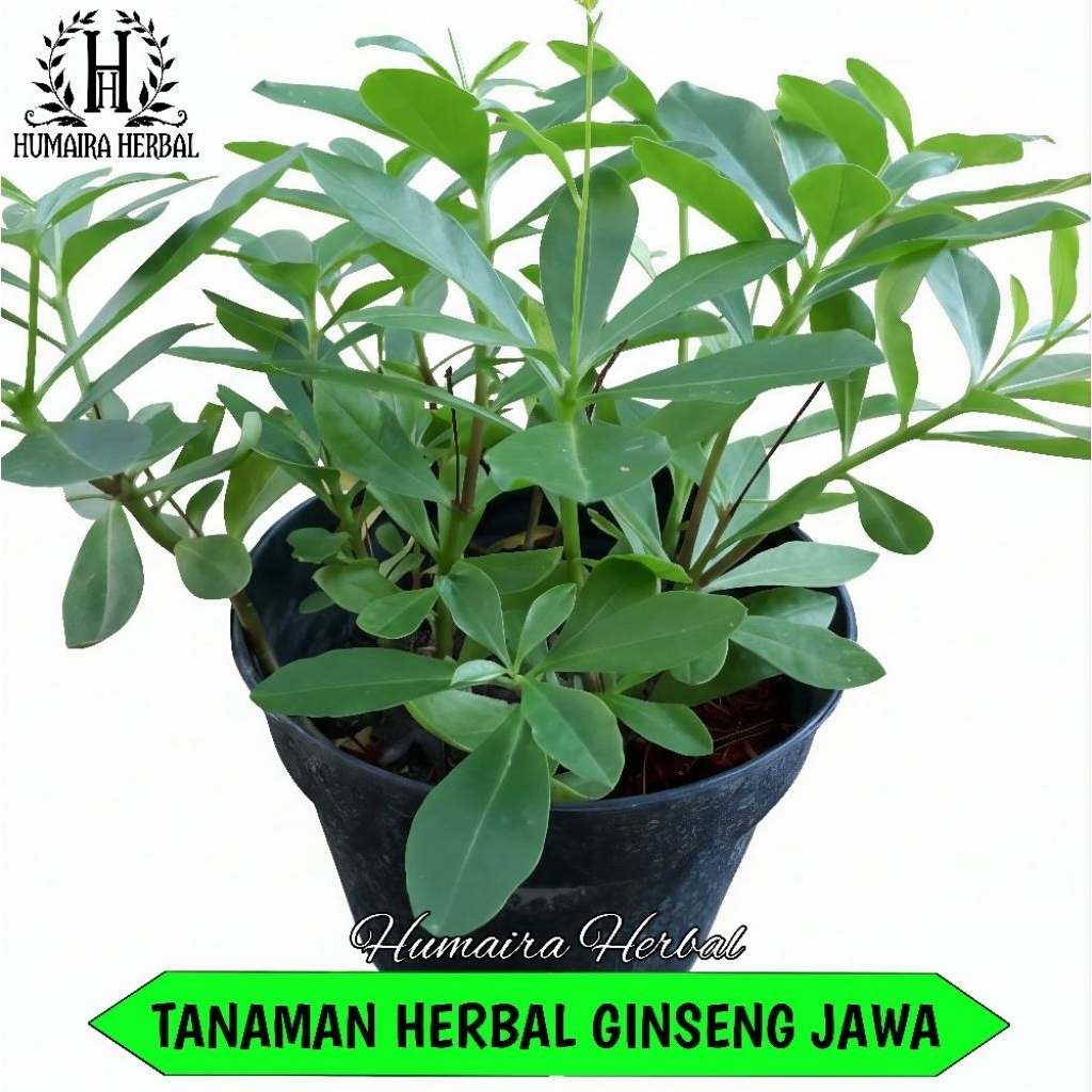 GINSENG JAWA Tanaman Ginseng Jawa Pohon Herbal Pohon Ginseng Penambah Stamina Tanaman Daun Obat