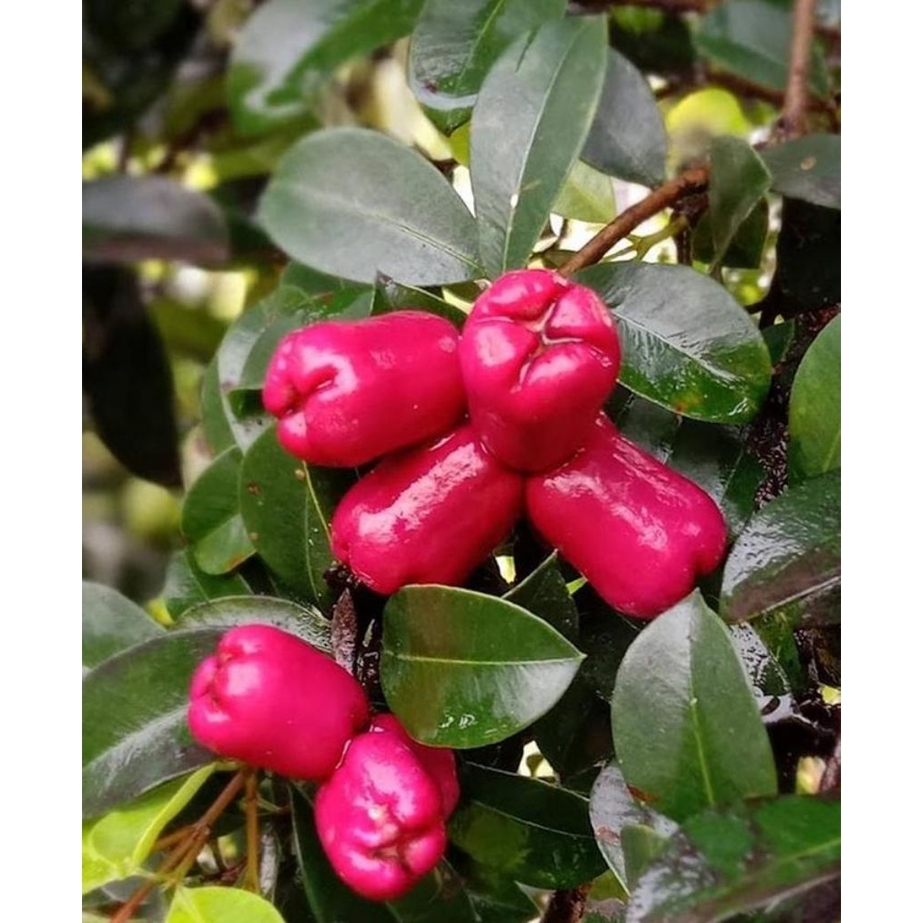 Bibit Tanaman Buah Jambu Air lili pili Lily Pily Siap Tanam