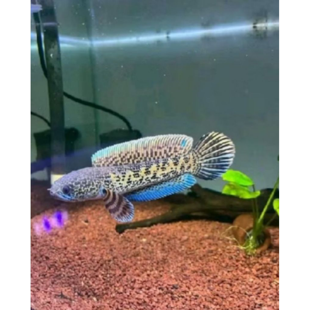 PROMO CAHNA CB  AURANTI MATACULA SIZE 2/6 CM BONUS PAKAN