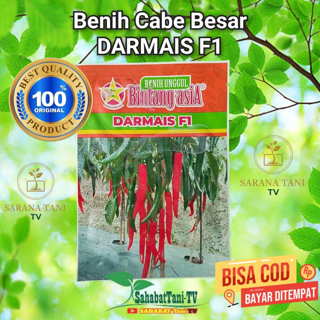 Cabe merah besar Darmais f1 , Usia panen lebih cepat, dengan kualitas cabai lebih besar disbanding c