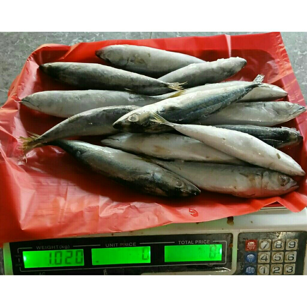 ikan salem frozen 1kg / ikan salem segar beku / ikan salam