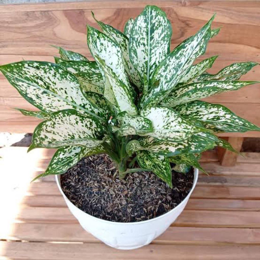 (BISA COD) Tanaman hias pot aglonema snow white - tanaman aglonema snow white