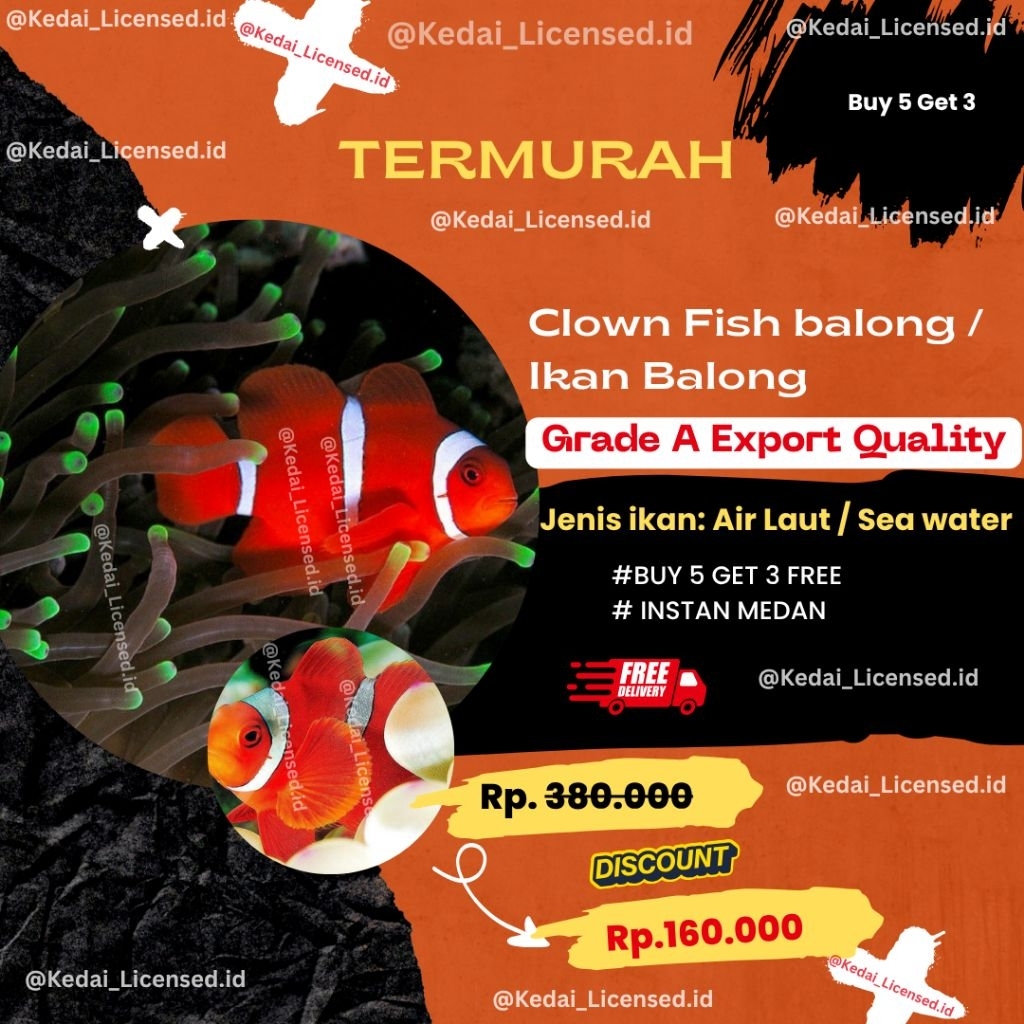 IKAN BALONG I BALONG PADANG I CLOWNFISH BALONG I INSTAN MEDAN I TERMURAH