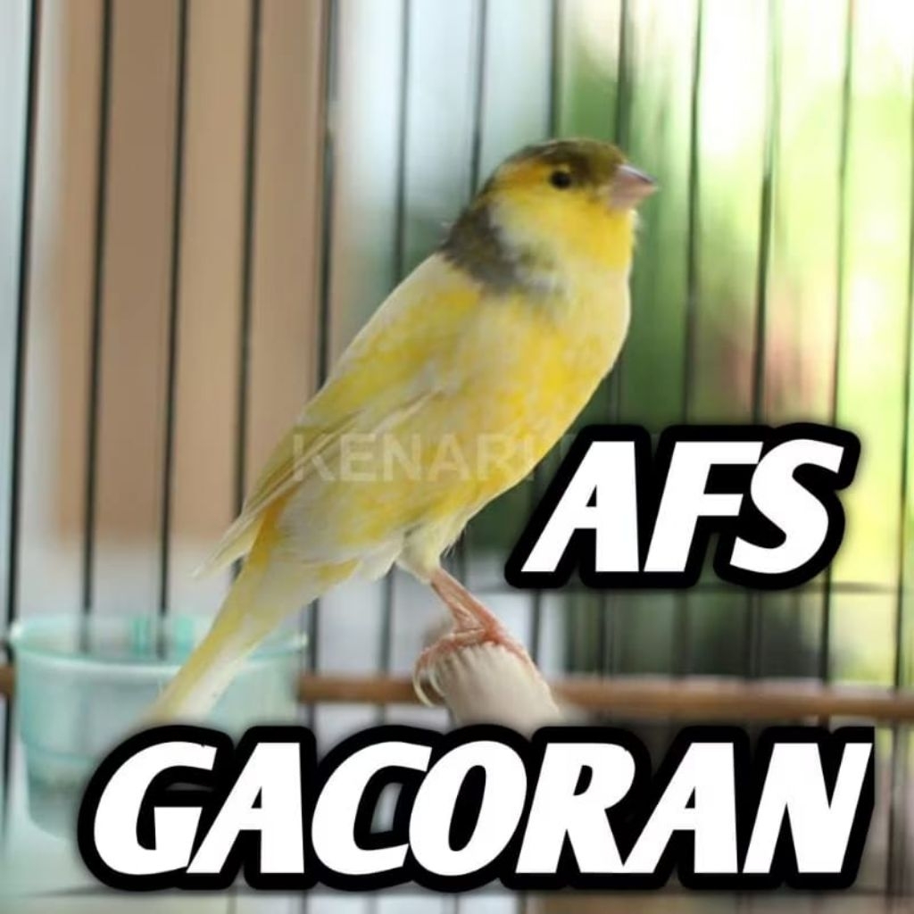 KENARI AFS JADI GACORAN pilihan