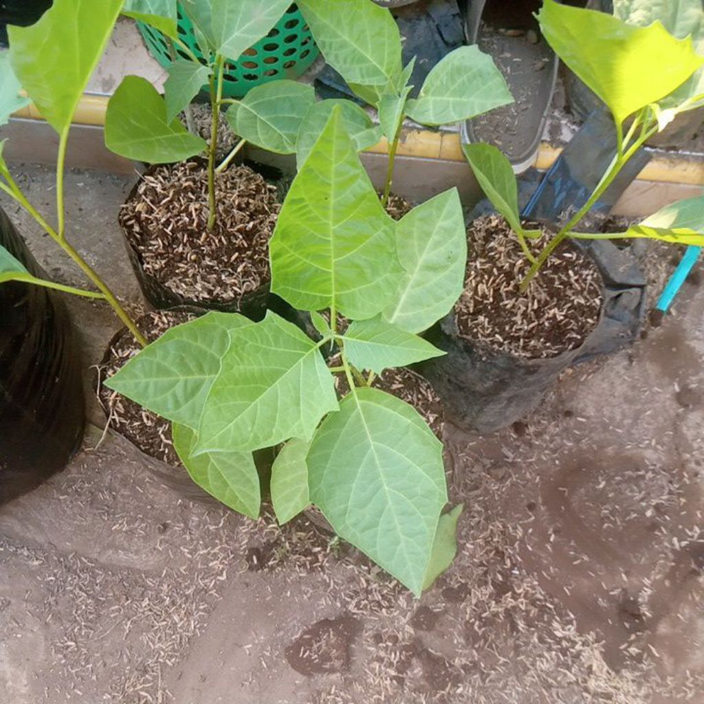 Bibit Daun Kecubung Ungu / Wulung