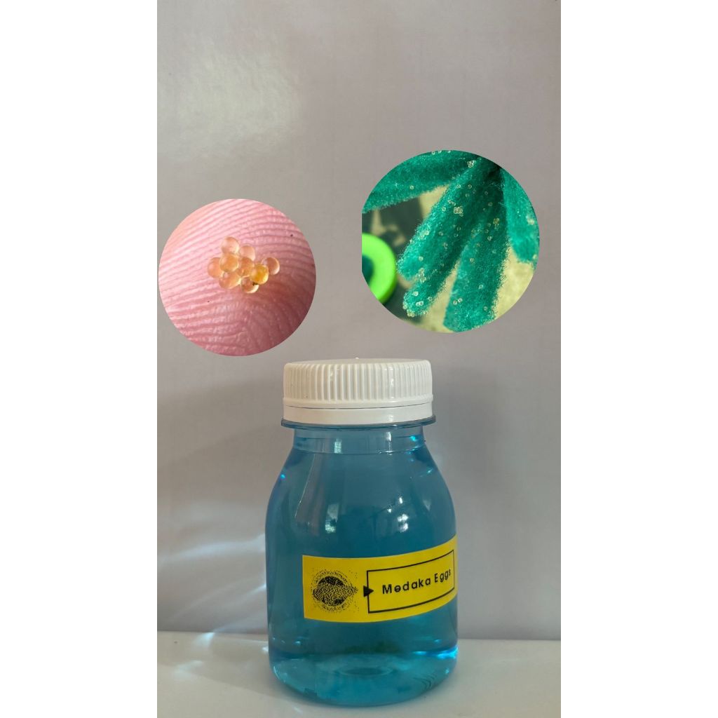 Medaka Japanese Ricefish Eggs/Telur Medaka Japanese