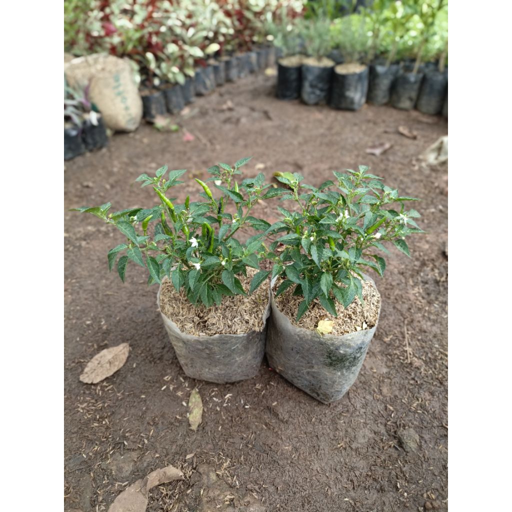 Pohon cabe rawit hijau tanaman cabe rawit hijau