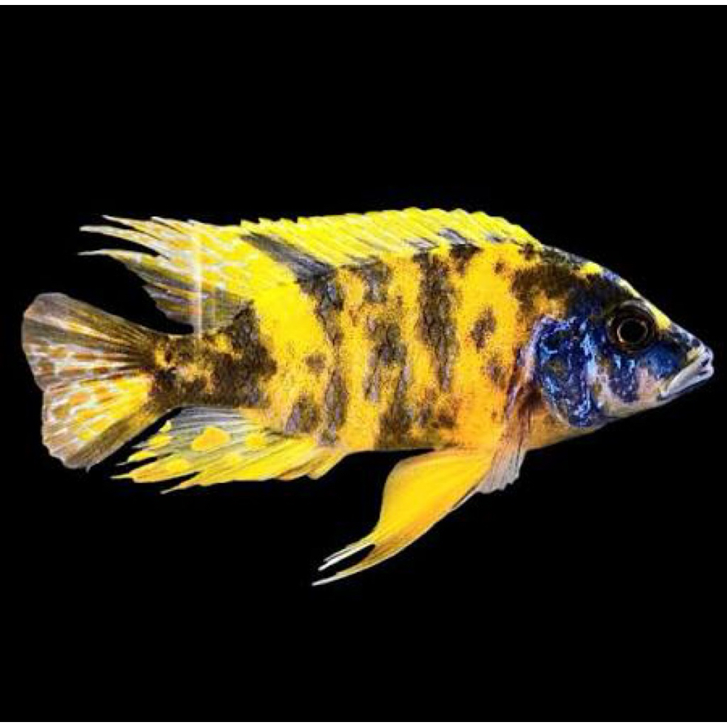 cichlid afrika ob yellow peacock 8-9cm